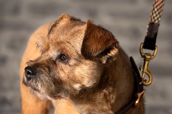 Tweed dog lead