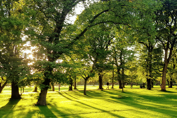 Meadows