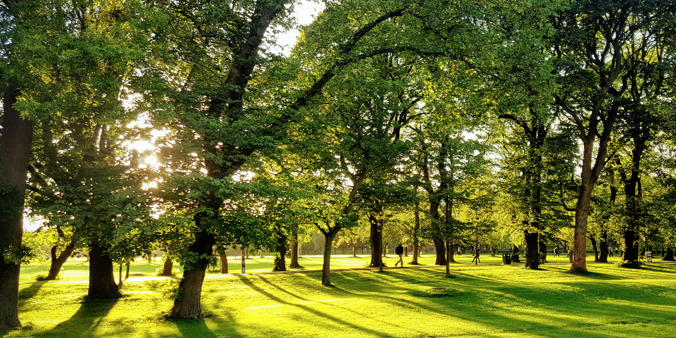 Meadows