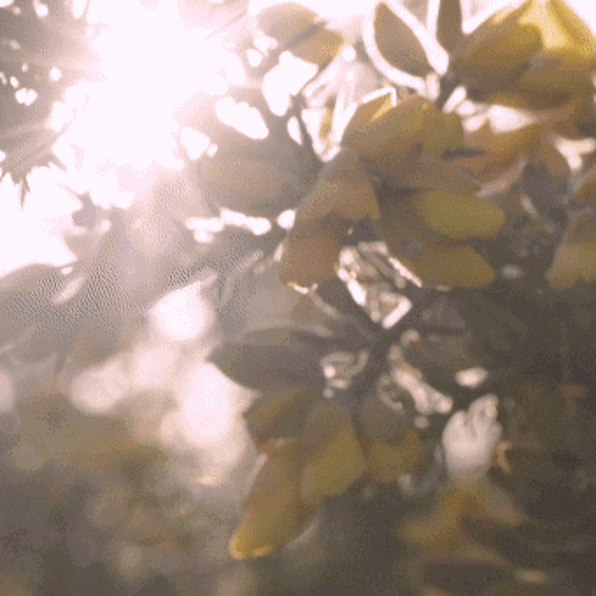 Steppingintospring